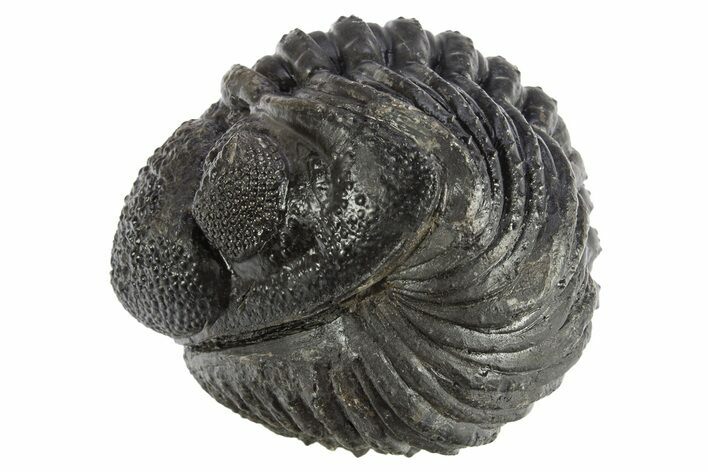Perfectly Enrolled Drotops Trilobite - About Around #311191